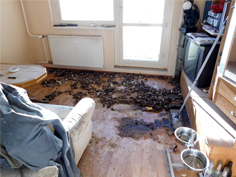verschmutzte Wohnung, mit Hundeexkrementen